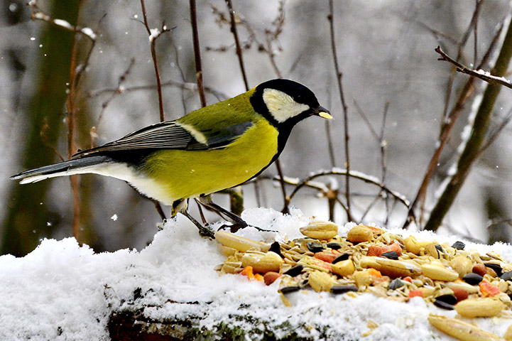 Informationen zur Wildvogelfütterung